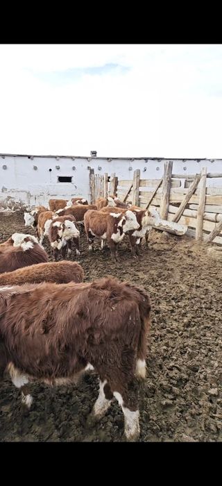 Продаю белаголовых тёлок