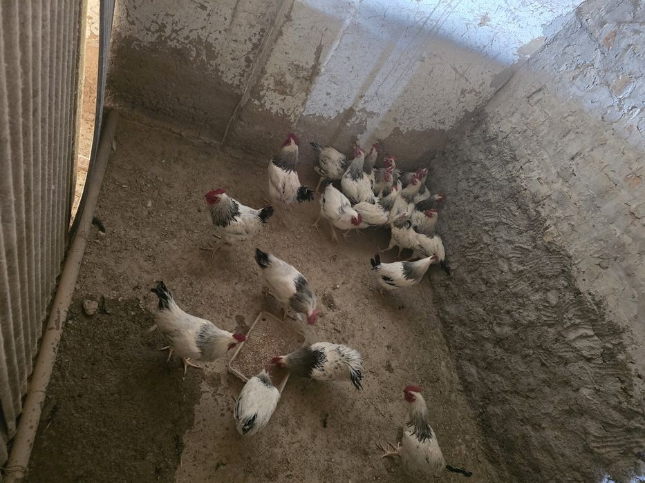 Только хурозлар сотилади