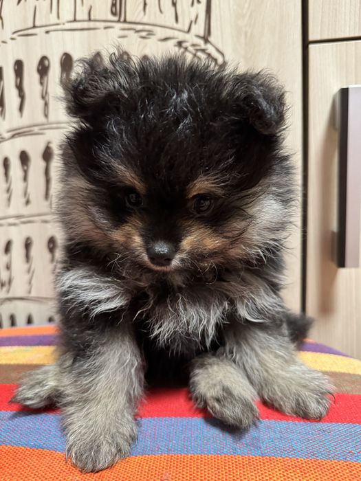 Щенок цверг шпиц