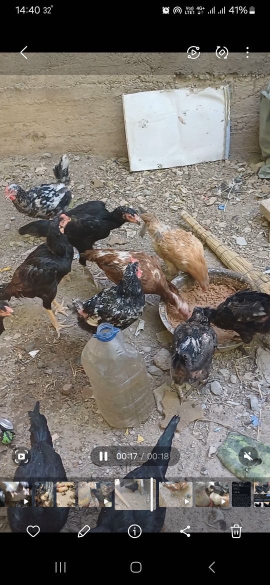 Продаётся куры домашние