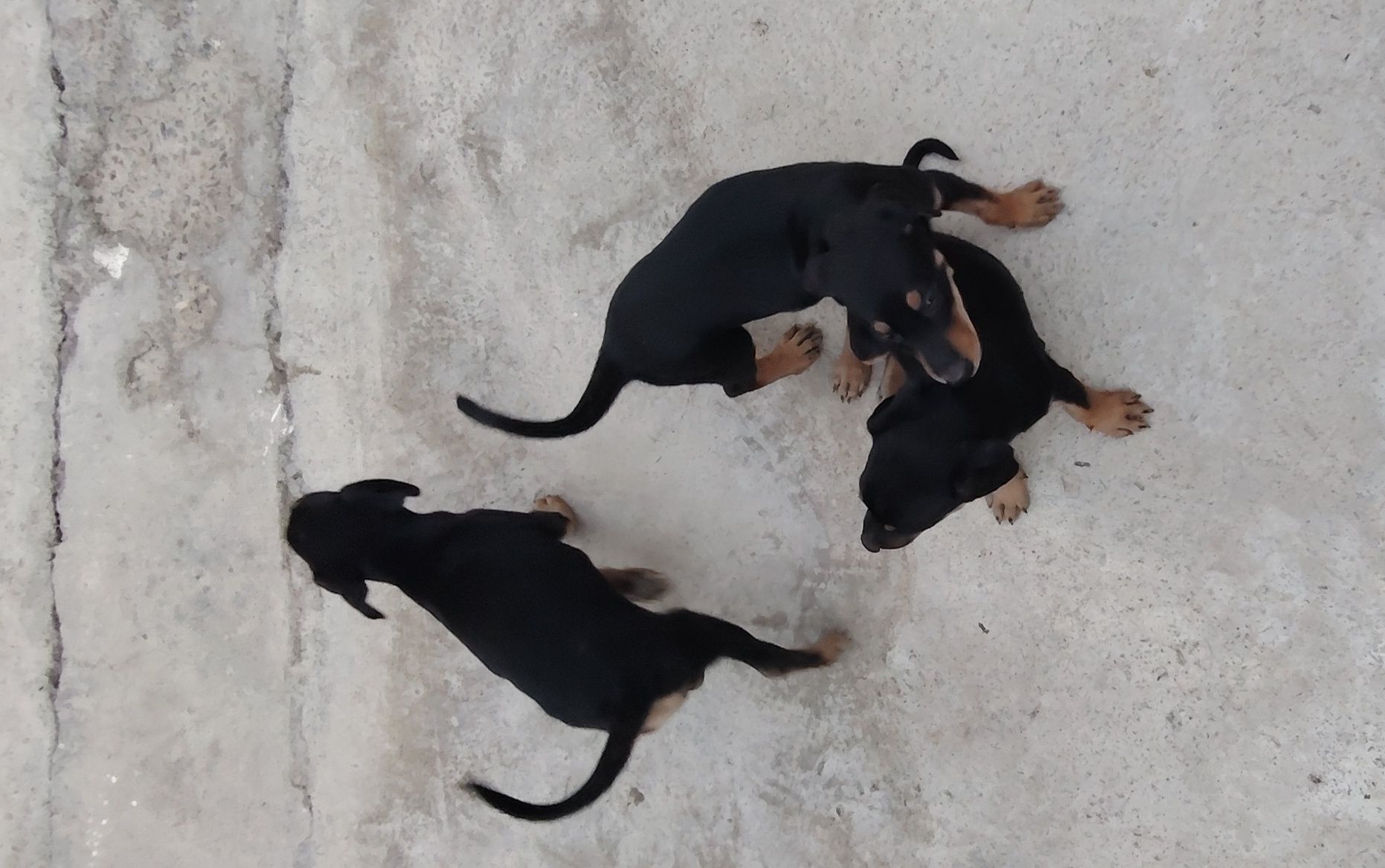 Doberman  gold ranglaridan ham bor