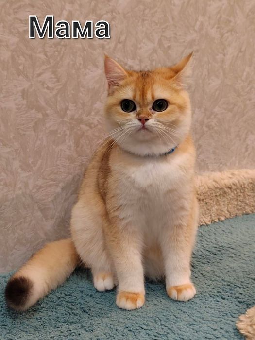 Zalatistiy shinshila ny12 britan sotiladi