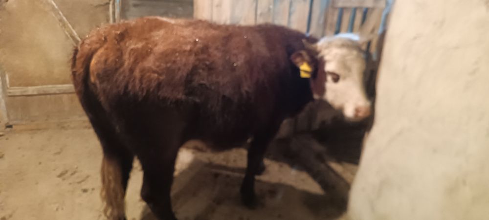 Қашар  сатылады.