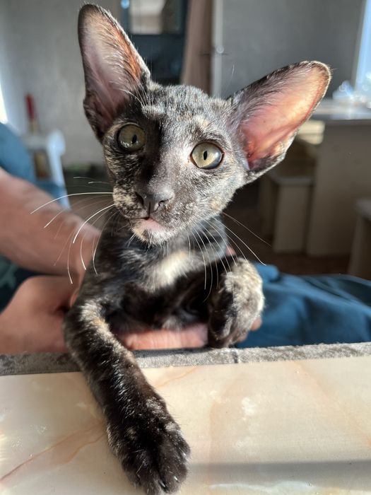 Продам ориентального котенка