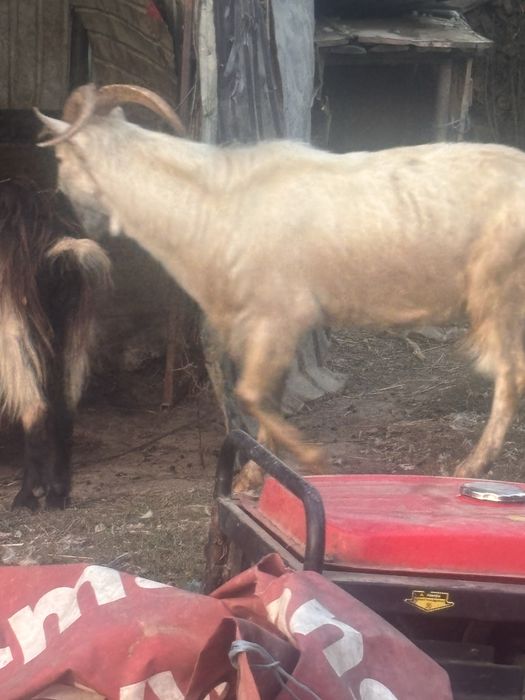 Capre sannen rasa pura