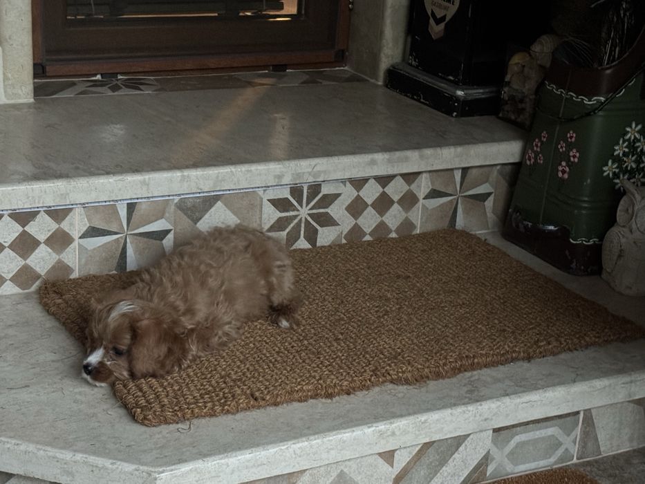 Cavapoo/кавапумомиче