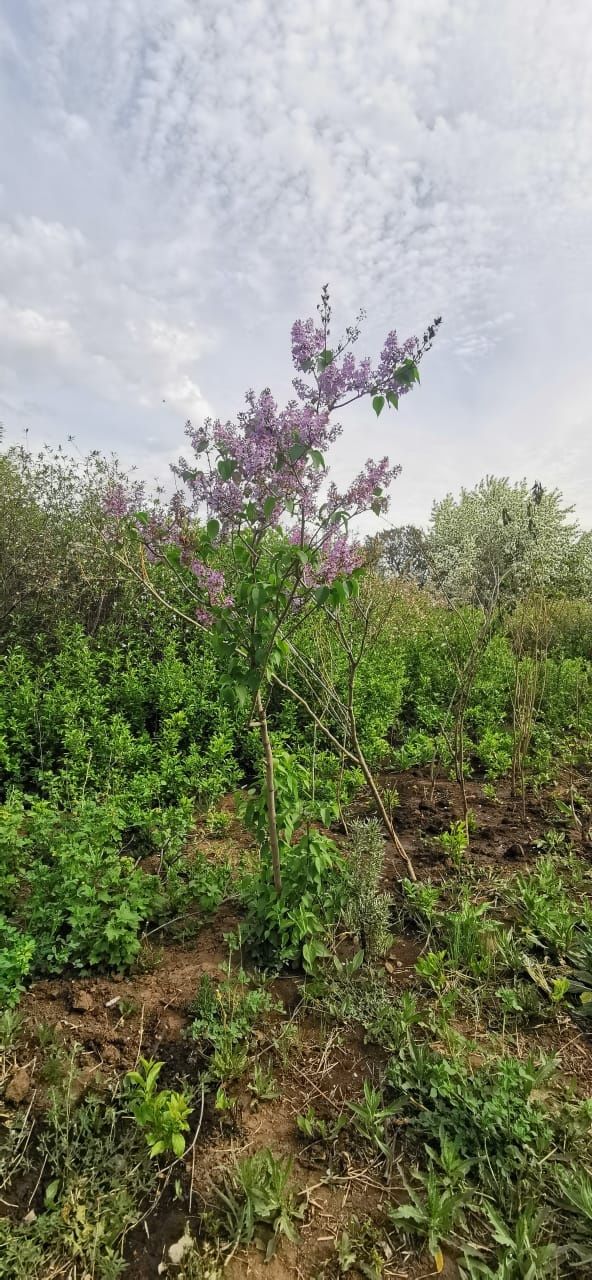 Продам сирень, сирень Астана, саженцы сирени, сирень обычная, белая