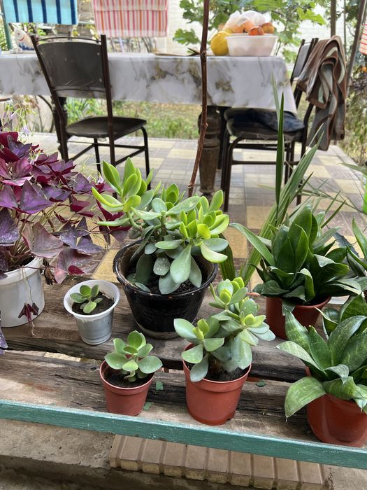 Денежный цветок. Хонаки гул. Тез усади ва купаяди