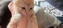 Отдам в добрые руки кошечку