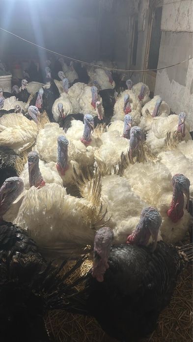 VAND CURCANI detalii in privat