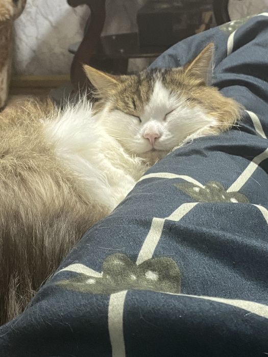 Отдам котика в хорошие руки