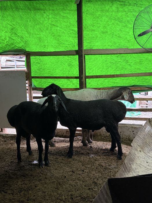 Arashan qo’y sotiladi husori qochqorlayam bor