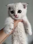 Шотландская кошка 1,5 месяца