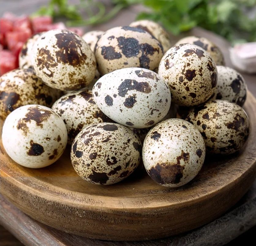 Ouă de incubat prepelițe japoneze