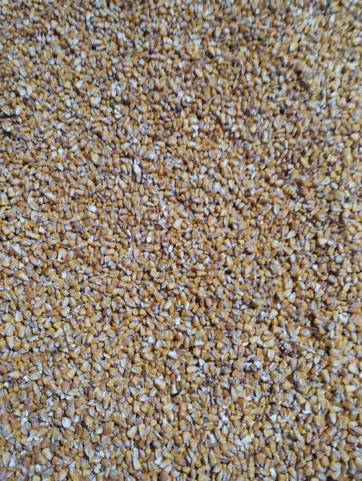 Porumb boabe recolta 2025