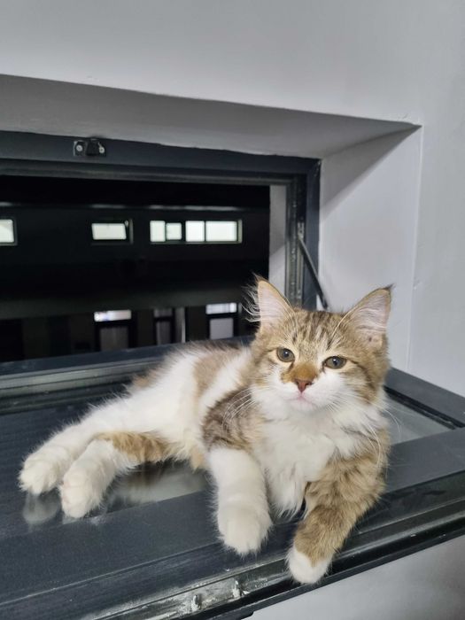 Котёнок Норвежской лесной кошки, мальчик, 3 месяца