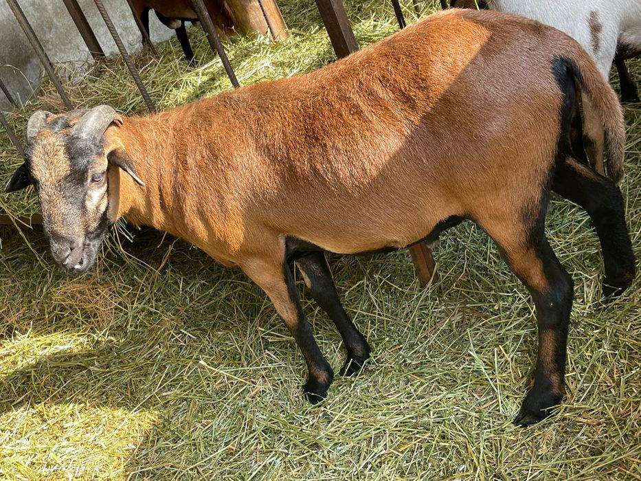 Berbec /oi Camerun original