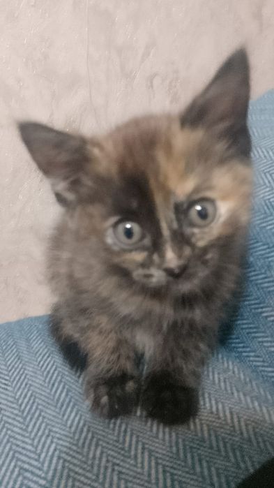 Котики и кошечки