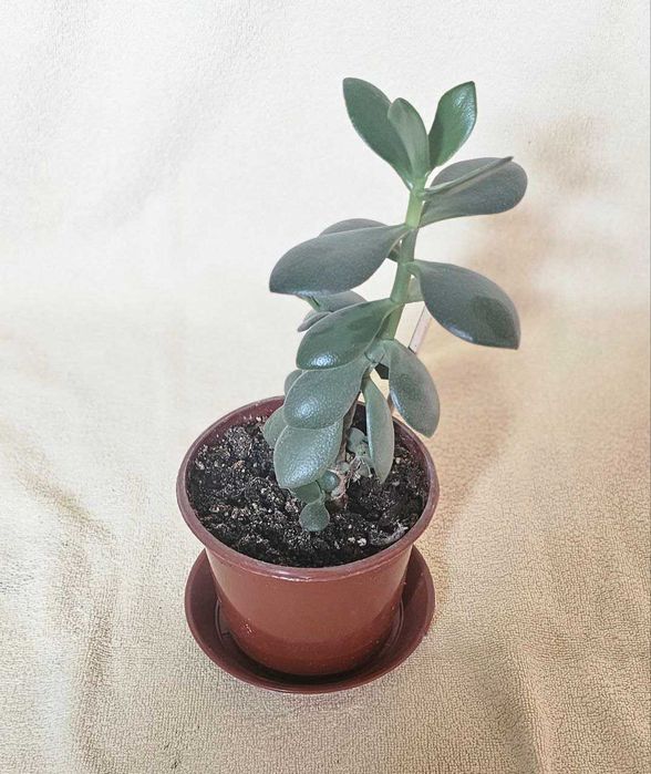 Детка Крассулы. Денежное дерево.