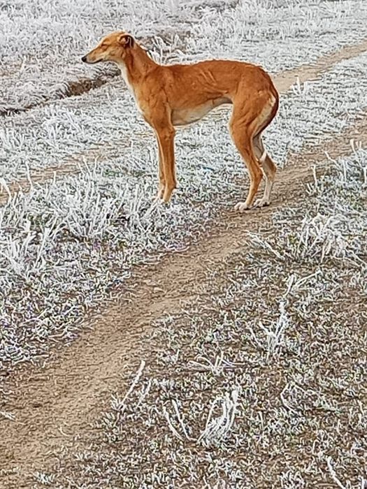 Грихорд сатамын.