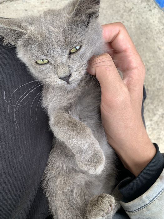 Отдам сереньких котят в добрые руки