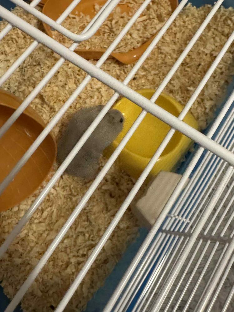 Vand Hamster pitic 3 luni cu tot cu casuta si accesorii