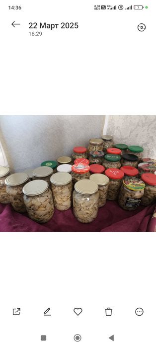 Продам грибы вешенки маринованные