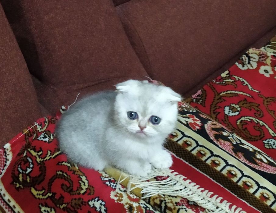 Шотландские котята