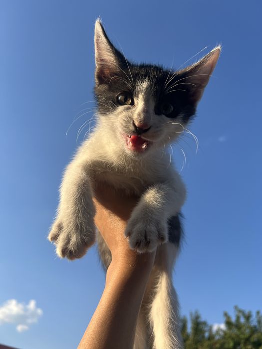 Adoptie pisici Bucuresti-Ilfov