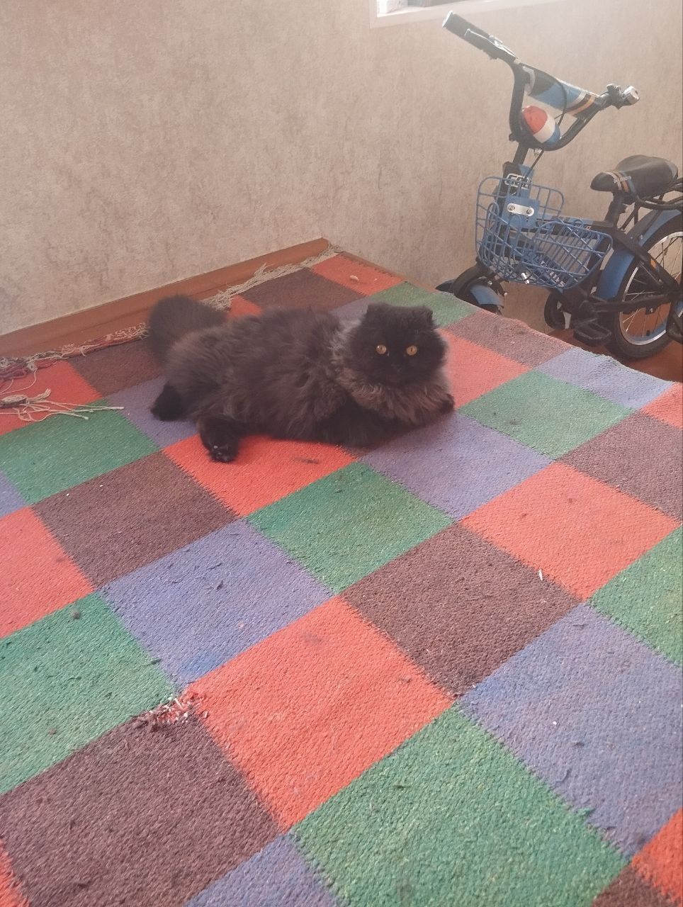 Чёрная персидская  кошка