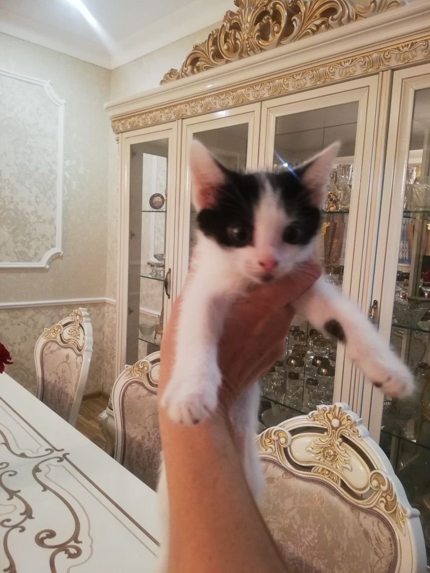 Отдам котят в дрбрые руки