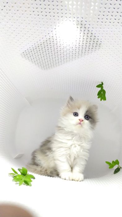 Xayland strayt qiz ogil