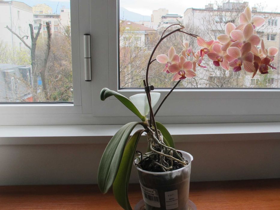 Орхидея праскова пъстра
