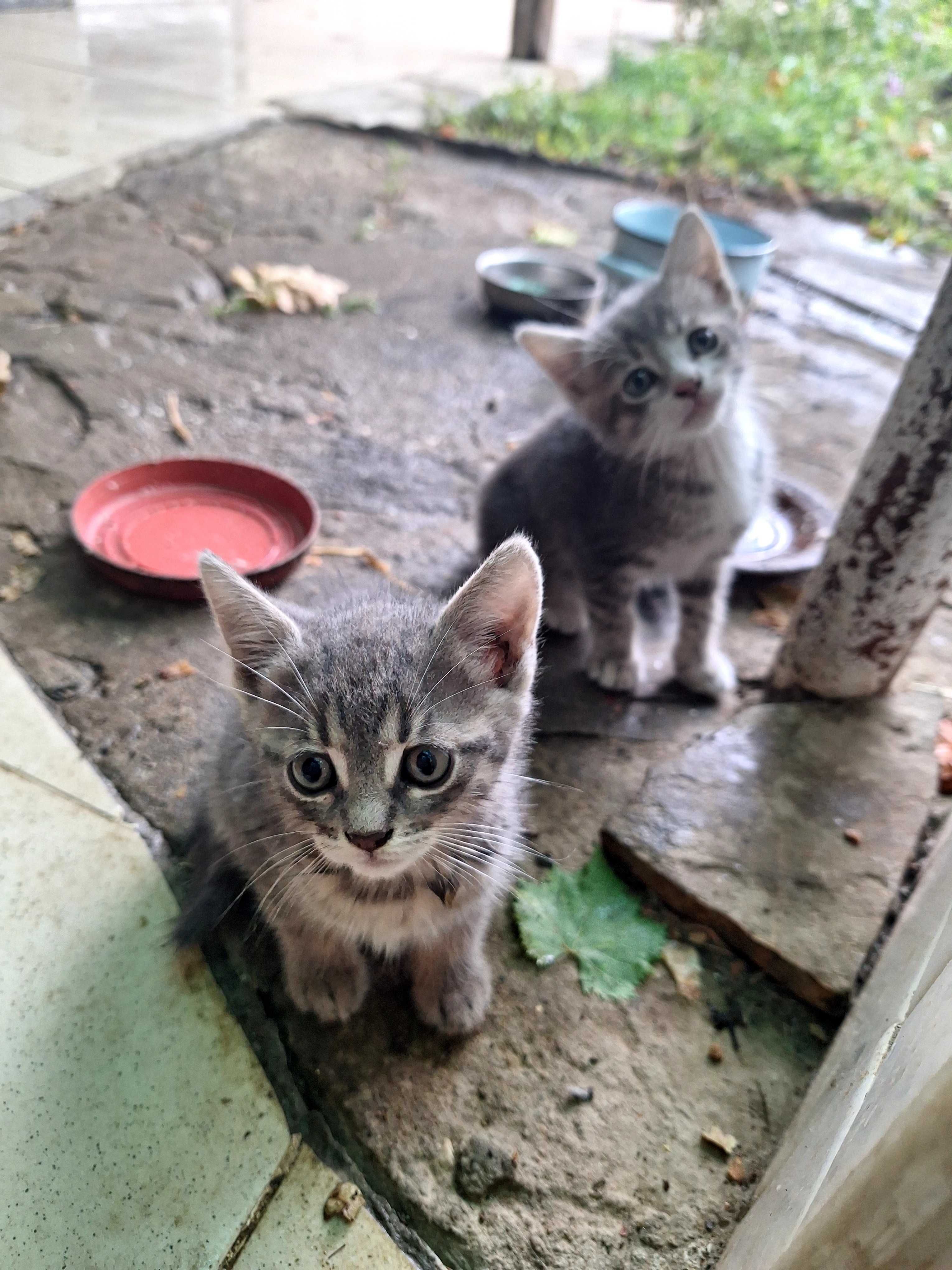 Подарявам котенца