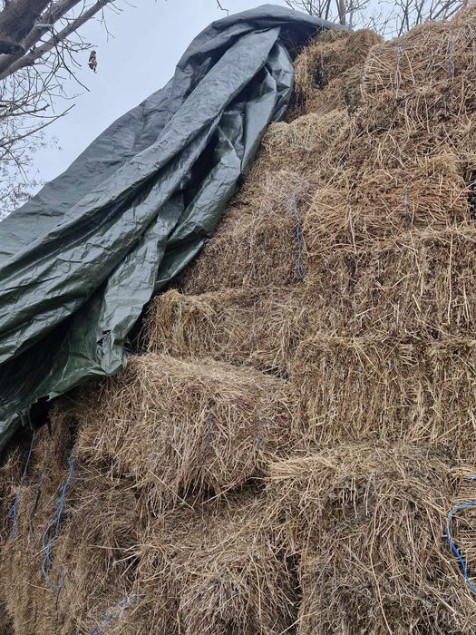 Vând baloti de Fan și lucerna