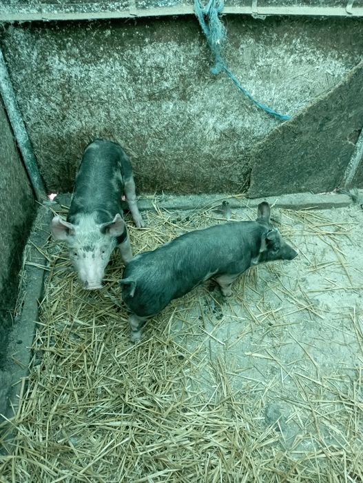 Vând epurii de rasaa