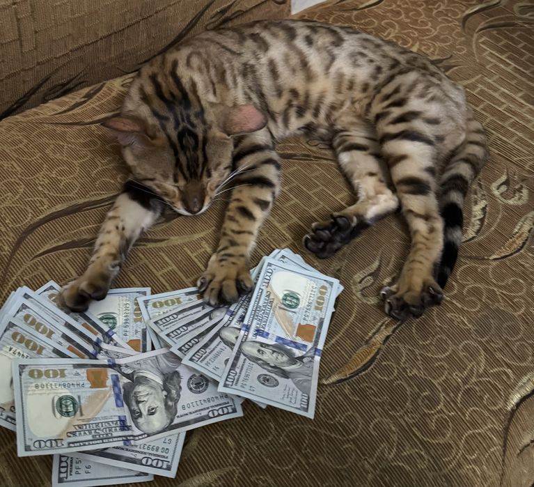 Бенгальский кот