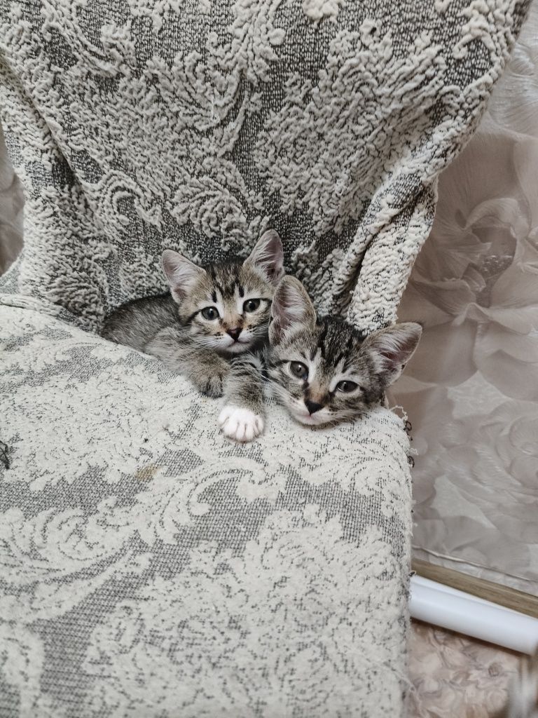 Отдам Котят в добрые руки.