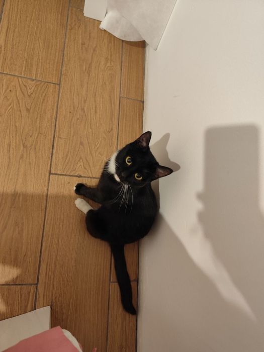 Отдам стерилизованную кошку в добрые руки