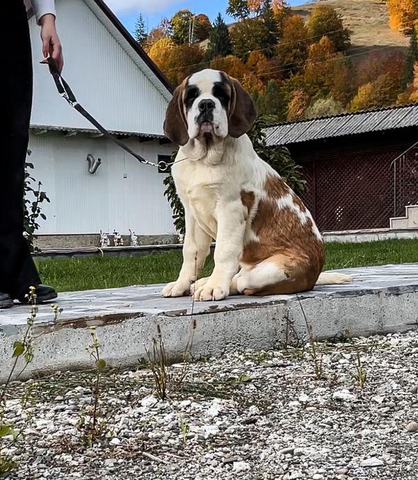 Femela Saint Bernard cu Pedigree