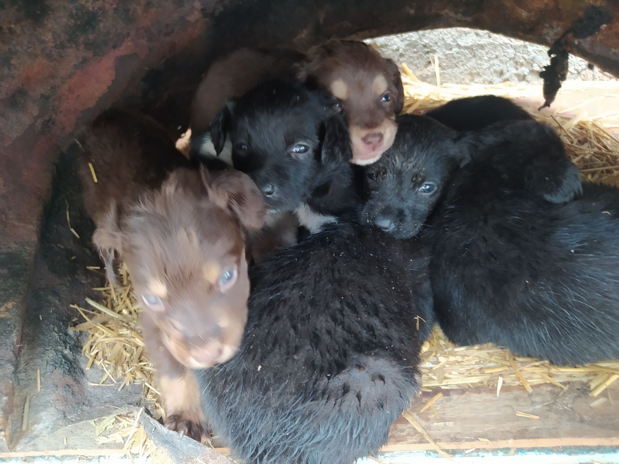 Spaniel kuchug bolalari sotiladi