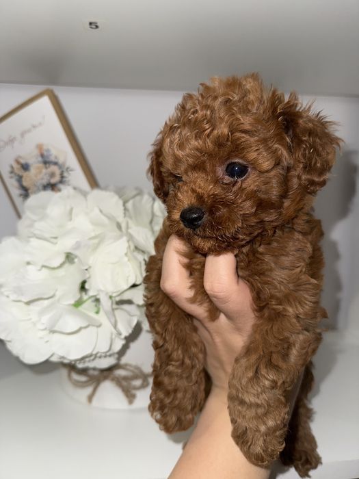 Той пудели / Момчета/