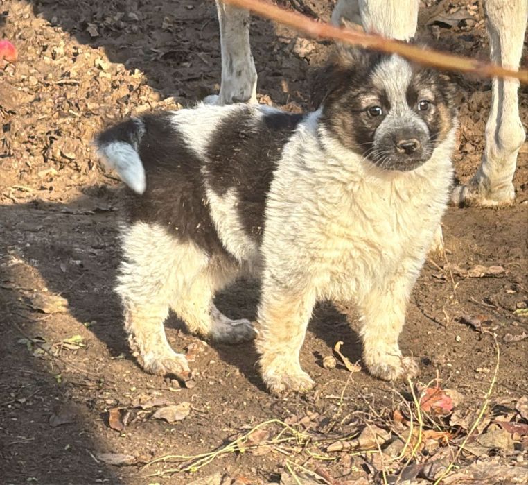 Щеночек девочка ищет дом