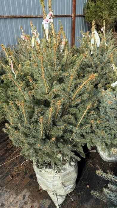 Елка зеленая, пихта , сосна