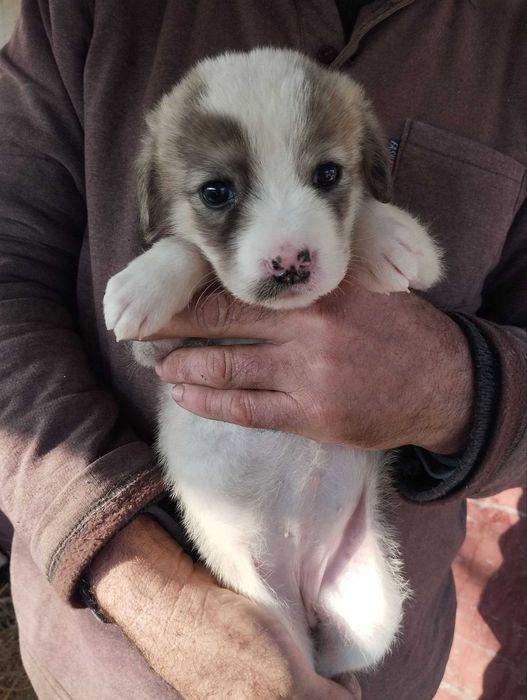 Отдам щенят в добрые руки