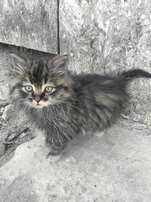 Отдам котят в добрые руки