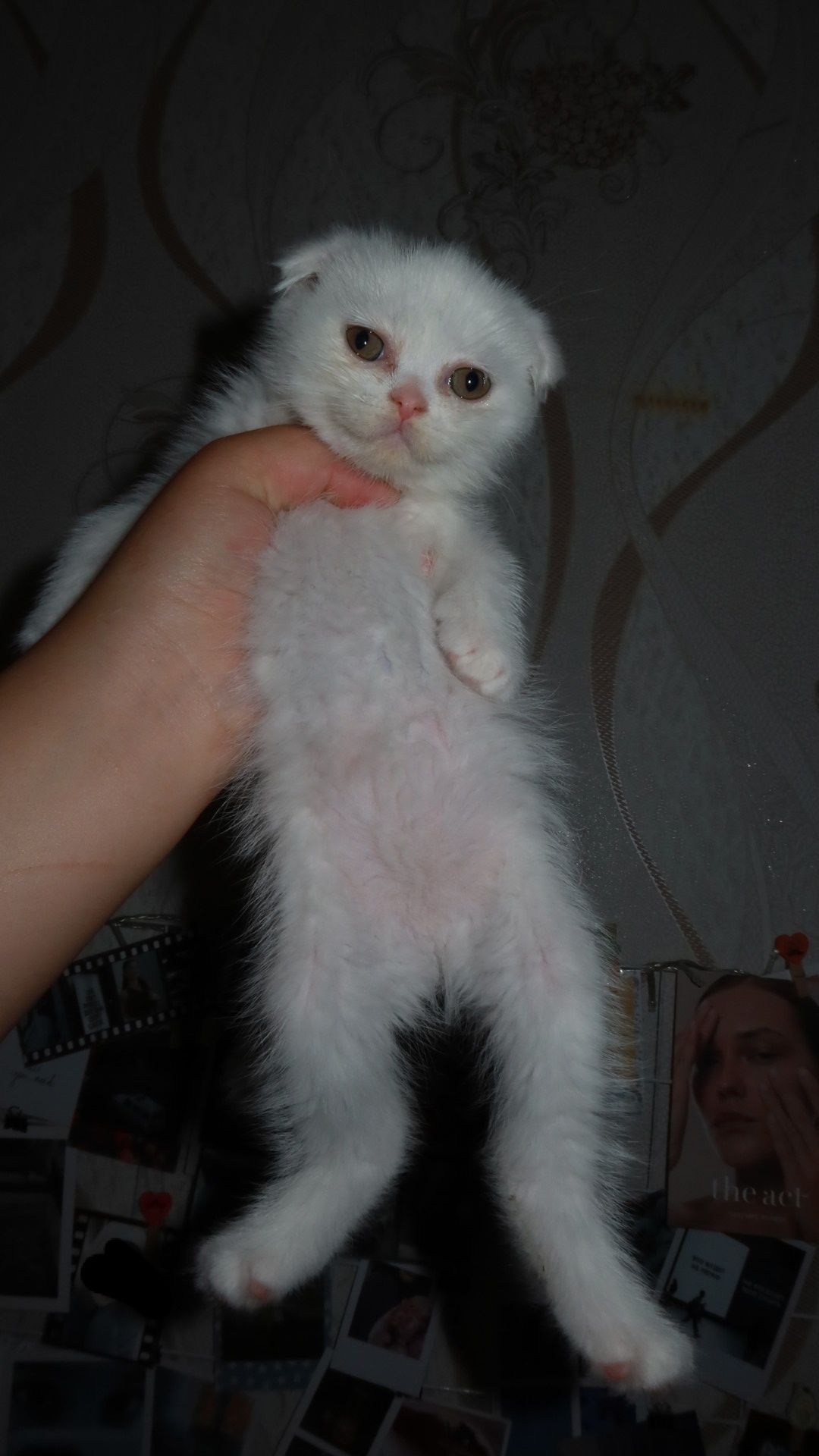 Продаются британские котята