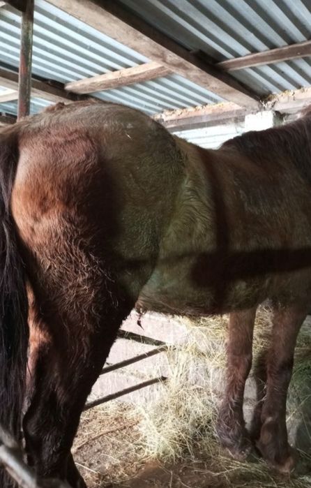 Продам кунанов с откорма.