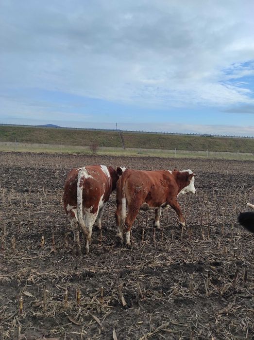 4 Vitele de vazare la 350 kg