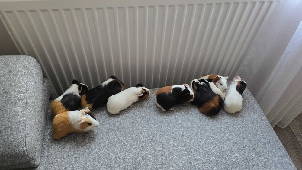 Pui de porcusori de Guineea!